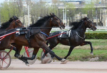 Harness horse racing. Horse trotter breed on speed on racetrackの写真素材