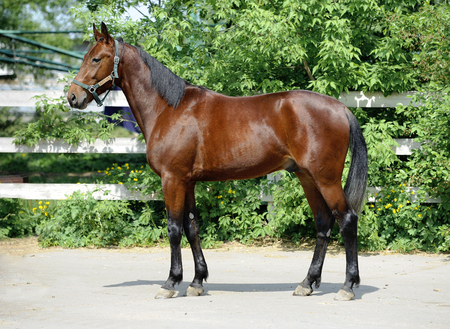 The bay sport horse standing. side viewの写真素材