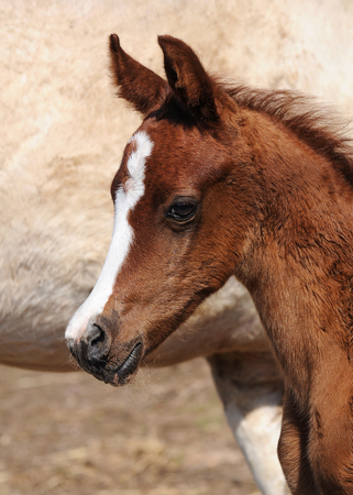 The portrait red new born purebred Arabian foalの写真素材