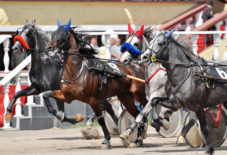Four horses trotter breed in motion on racetrackの写真素材