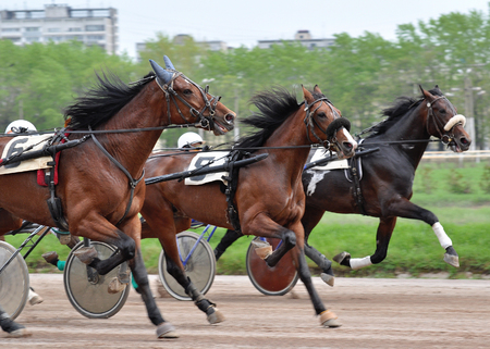 Three horses trotter breed in move on racetrackの写真素材