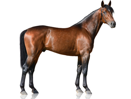 The brown thoroughbred stallion standing isolated on white background side viewの写真素材