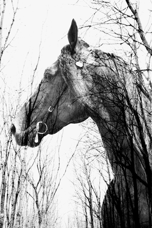 The forest inside the horse in art, multiexpositionの写真素材