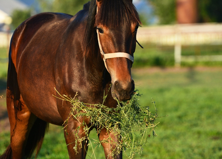 Funny colt carries the grassの写真素材