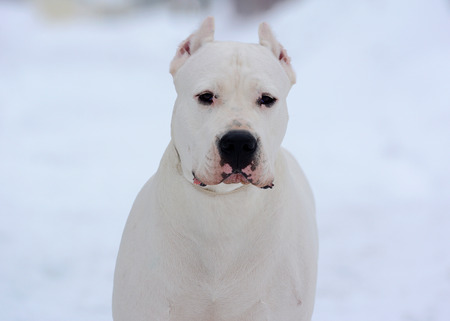 Portrait white Dogo Argentino in winterの写真素材