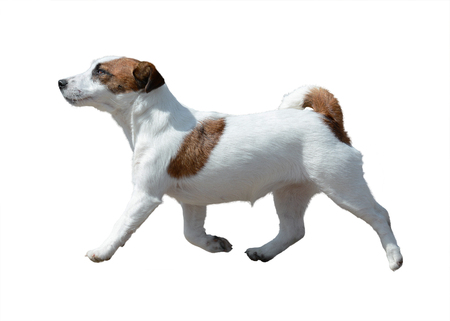 Jack Russell Terrier isolated in motionの写真素材