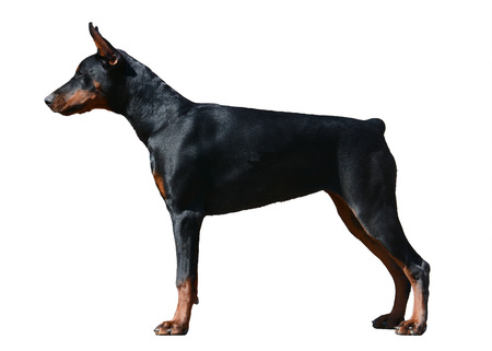 Doberman dog stand isolated on white backgroundの写真素材