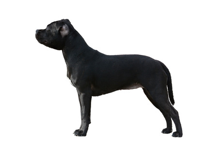 Black Staffordshire Bull Terrier stand isolatedの写真素材