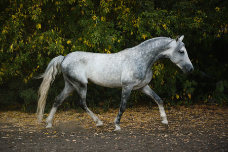 Beautiful gray horse on freedom autumnの写真素材