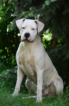 White Dogo Argentino sitting on a green background summerの写真素材