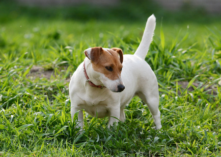Jack Russell Terrier stand in grass summerの写真素材