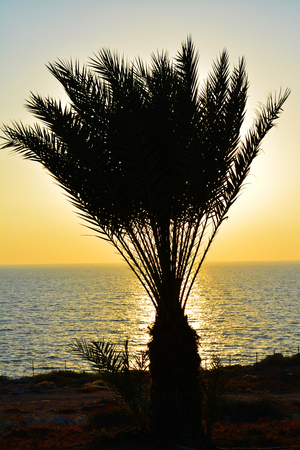Palm trees silhouette on sunset tropical beach.の写真素材