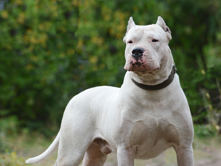 The strong powerfull Dogo Argentino on green backgroundの写真素材