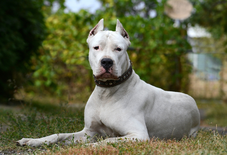 The white dogの写真素材