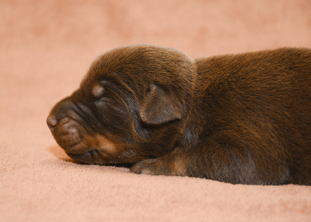 Cute brown New born puppy sleep.の写真素材