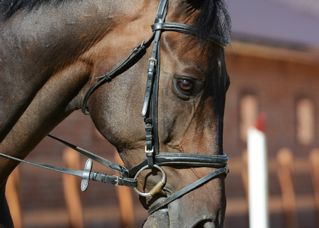 Horse show jumping in details.の写真素材
