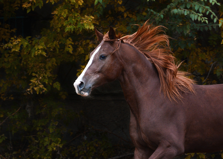 Portrait of a beautiful red horse on freedom autumnの写真素材