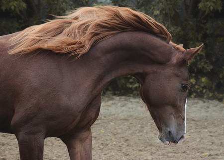Portrait of a beautiful red horse on freedom autumnの写真素材