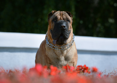 Portrait of a sharpei with red flowersの写真素材