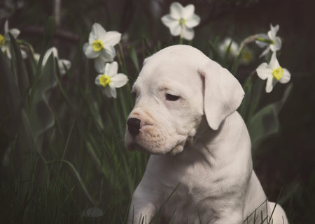 White cute puppy Dogo Argentino sitting in the daffodils