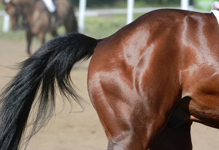 Muscles on the leg of a sports horseの写真素材