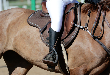 Equestrian sport in details. Sport horse and rider on gallopの写真素材