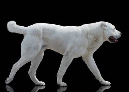 White Central Asian shepherd dog goes isolated on black backgroundの写真素材