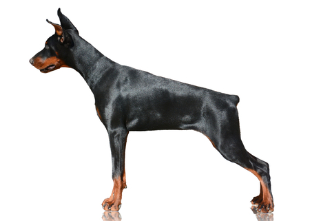 Doberman dog stand isolated on white background. Side viewの写真素材