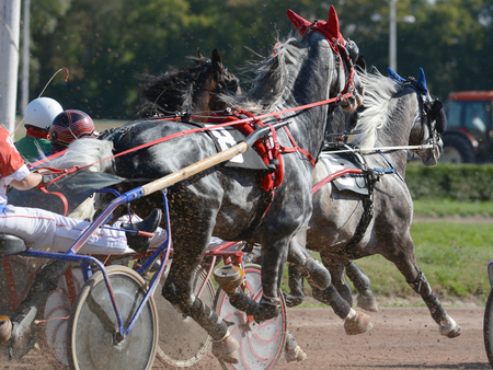 Horses trotter breed in harness horse racing on racecourse.の写真素材