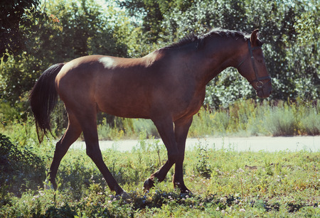 Sport bay horse goes in summerの写真素材