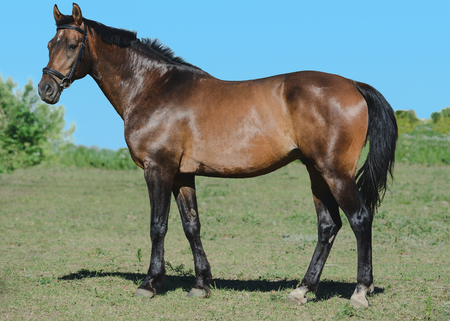 The bay trakehner side viewの写真素材