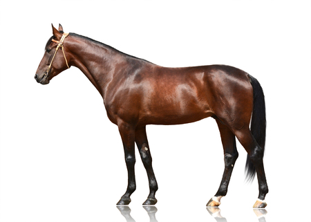 The brown horse trotter breed standing isolated on white background. Side viewの写真素材