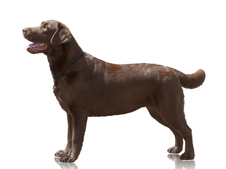 Chocolate color dog Labrador Retriever stand isolated on white background. Side viewの写真素材