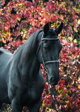 Portrait of a black sport horse stands in a beautiful autumn forest.の写真素材