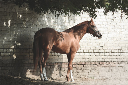 Beautiful elegant red sport horse stands in the shade of treesの写真素材