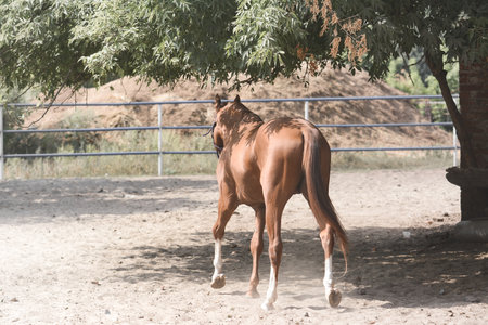 Red sport horse on freedom walking. back viewの写真素材