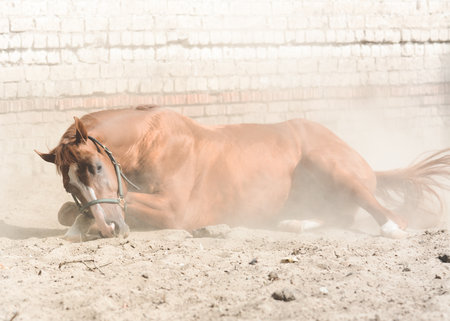 The red sport horse lies in the sand.の写真素材