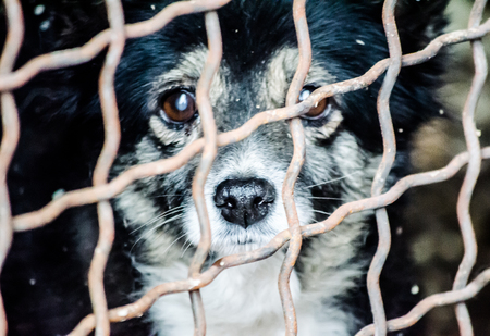 sad old dog in the cage of the shelter for homeless animalsの写真素材