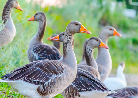A group of wild geese in green grassの写真素材