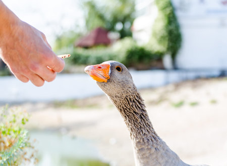 A man's hand feeding wild gray gooseの写真素材
