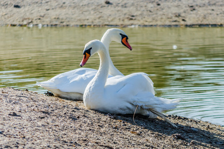 A pair of swans on the shore of the lakeの写真素材