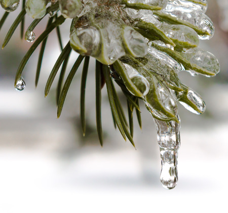 spring, icicles, melting ice, green fir branch in the iceの写真素材