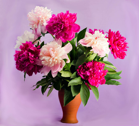bouquet of nine bright burgundy, tender pink and white peonies in a clay terracotta vase on a soft purple background, postcard, congratulation, illustrationの写真素材