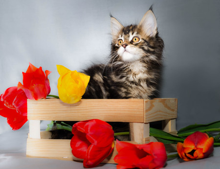 A motley little kitty of the Maine Coon color tabby in a wooden box with six differently colored tulips on a gray backgroundの写真素材