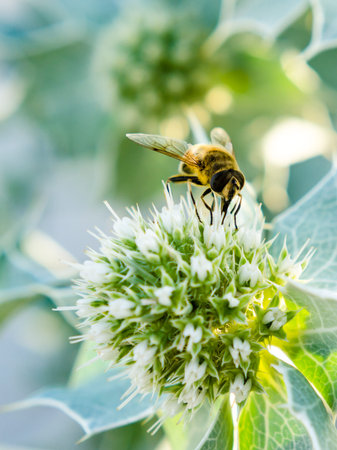 yellow bee collects nectar on a white flower