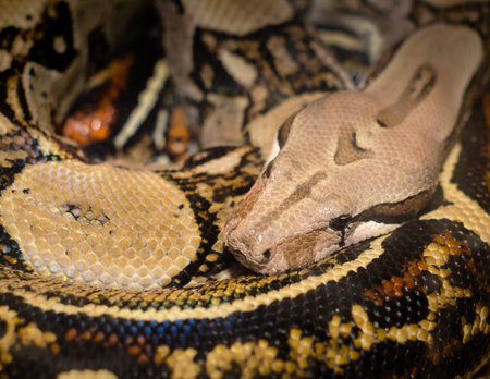 snake python boa curled in rings