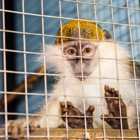 Green monkey looks sadly through the cageの写真素材