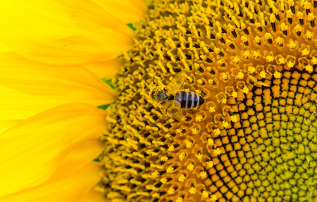 bright yellow sunflower with a bee collecting pollen close-upの写真素材