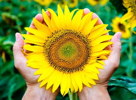 yellow bright blooming sunflower in the man's palms against the background of the green fieldの写真素材