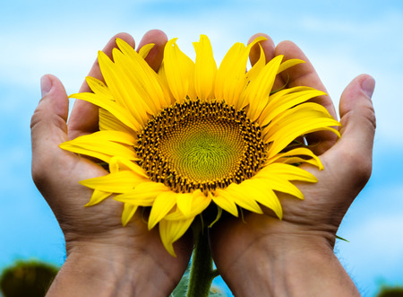 yellow bright blooming sunflower in the man's palms against the background of the blue skyの写真素材